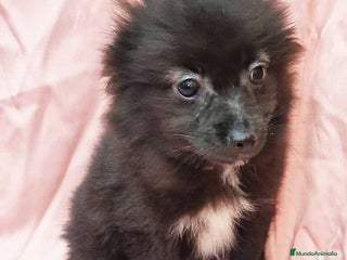 Chihuahua perros Pomchi Hembra de Aspi y Manchitas 4219- AQUANATURA en Barcelona - Anuncio 4