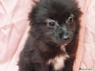 Chihuahua perros Pomchi Hembra de Aspi y Manchitas 4219- AQUANATURA en Barcelona - Anuncio 27