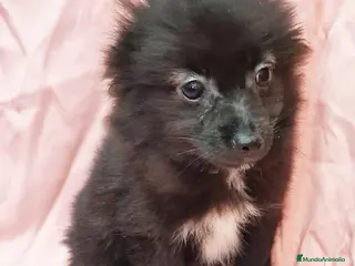 Chihuahua perros Pomchi Hembra de Aspi y Manchitas 4219- AQUANATURA en Barcelona - Anuncio 18