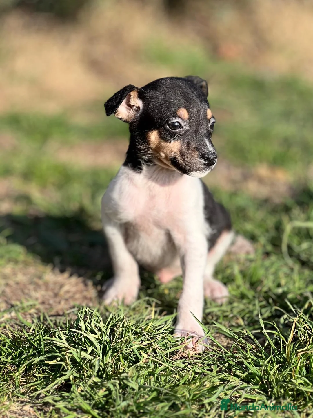Ratonero Bodeguero Andaluz perros en venta: BODEGUERO ANDALUZ DISPONIBLE en Barcelona - Anuncio 2