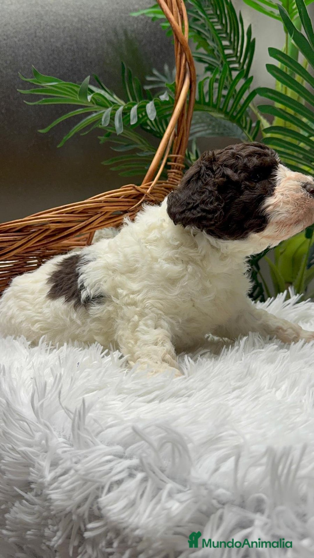 Perro de Agua Español perros en venta: PERRO DE AGUA ESPAÑOL MACHO - Anuncio 9