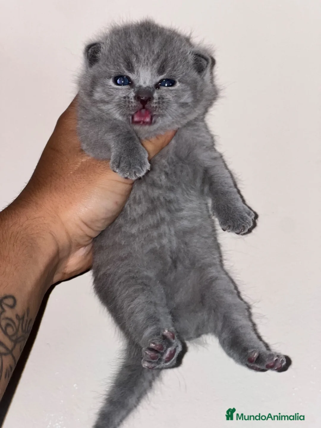 Británico de Pelo Corto Azul gatos en venta: HEMBRITA BLUE BRITISH SHORTHAIR  - Anuncio 1