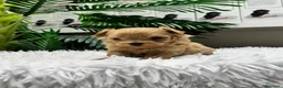 Maltipoo perros en venta: MALTIPOO COREANO 100% - Anuncio 13