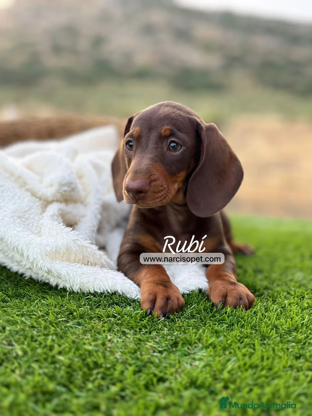 Teckel Miniatura perros en venta: TECKEL HEMBRA - Anuncio 5