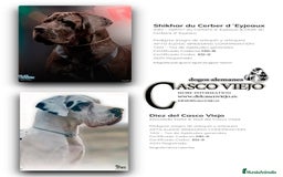 Dogo Alemán perros en venta: Cachorros de Dogo Alemán - Imagen 3