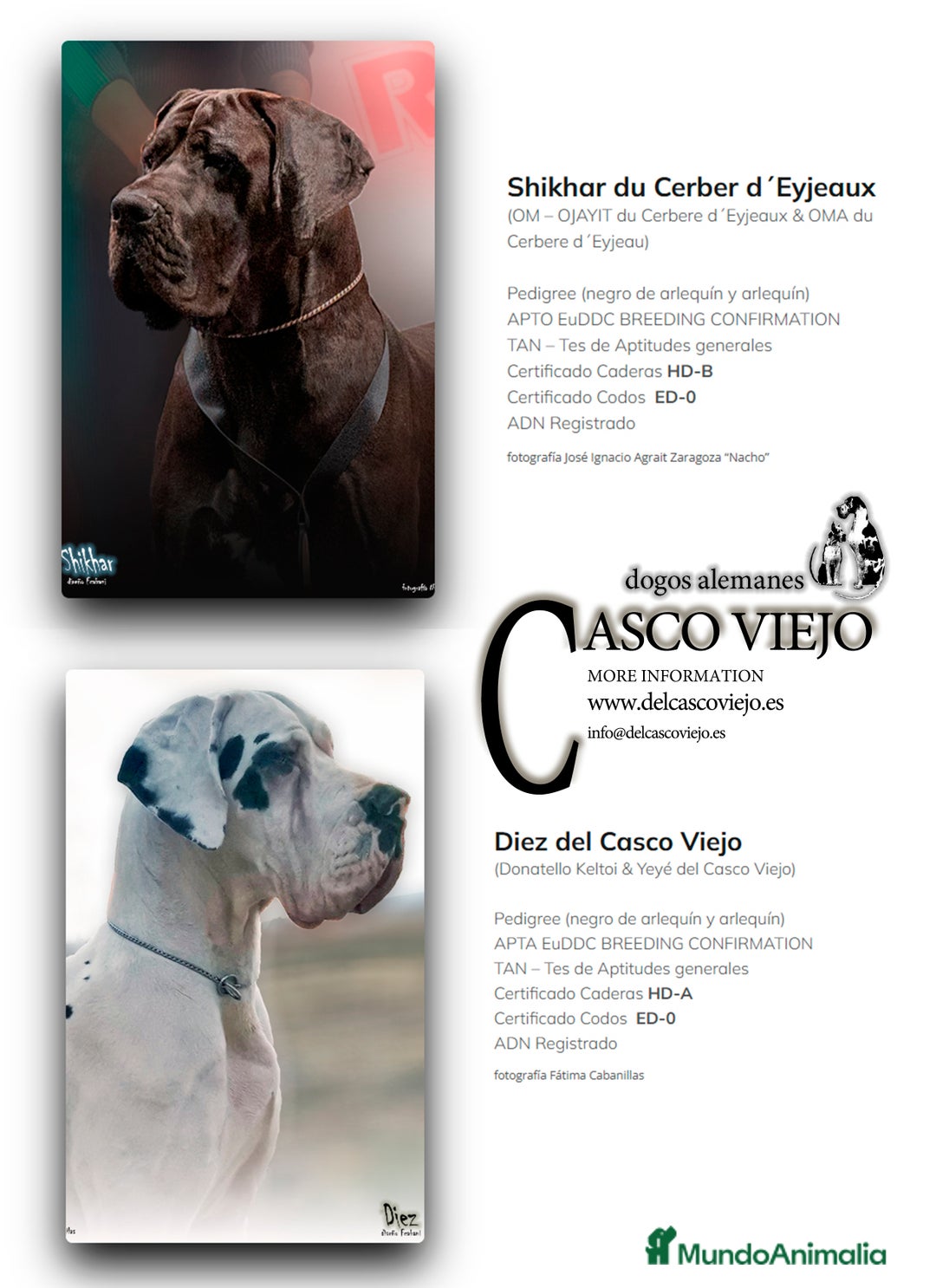 Dogo Alemán perros en venta: Cachorros de Dogo Alemán - Imagen 3