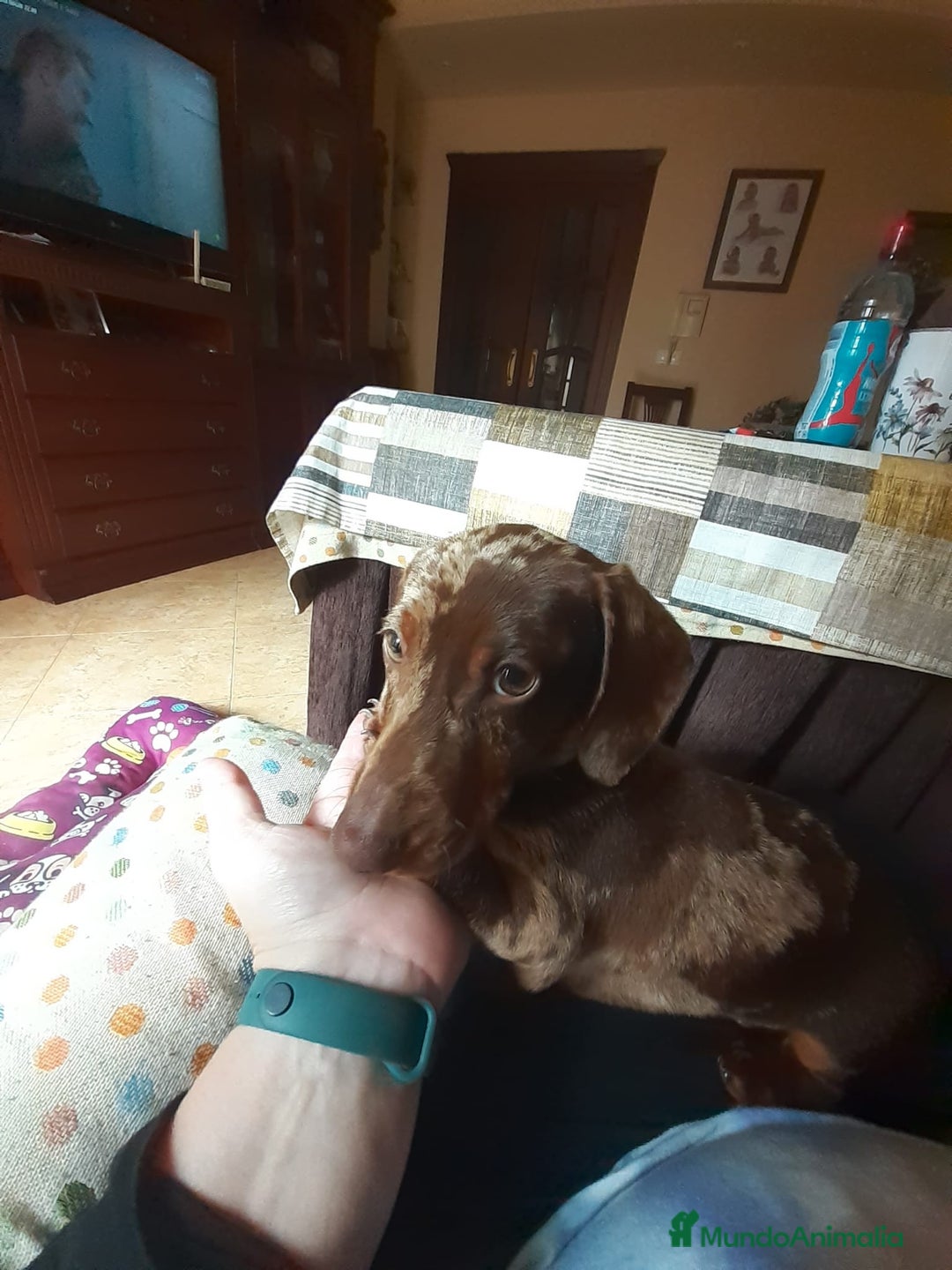 Teckel Miniatura perros en venta: Teckel kaninchen  - Imagen 7