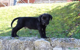 Cane Corso perros en venta: Cachorros Cane Corso disponibles en Segovia  - Imagen 8
