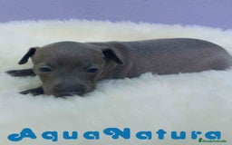 Pequeño Lebrel Italiano perros en venta: Lebrel Italiano Hembra 2 de BN y Omega AQUANATURA - Imagen 3