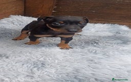 Pinscher Miniatura perros en venta: PINSCHER MINIATURA // ENTREGA INMEDIATA !! - Anuncio 3