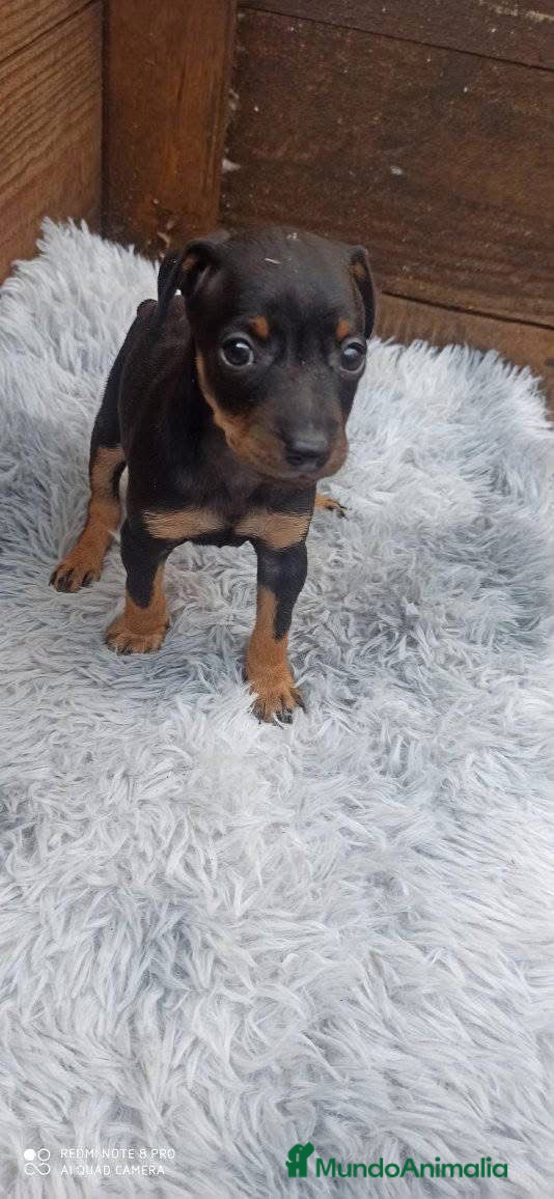 Pinscher Miniatura perros en venta: PINSCHER MINIATURA // ENTREGA INMEDIATA !! - Anuncio 3