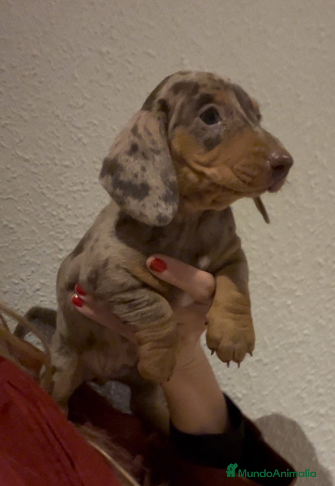 Teckel Miniatura perros en venta: Increíbles Teckel miniatura y Kaninchen .601144783 - Imagen 2