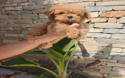 Caniche Toy perros en venta: CANICHE Toy  - Imagen 6