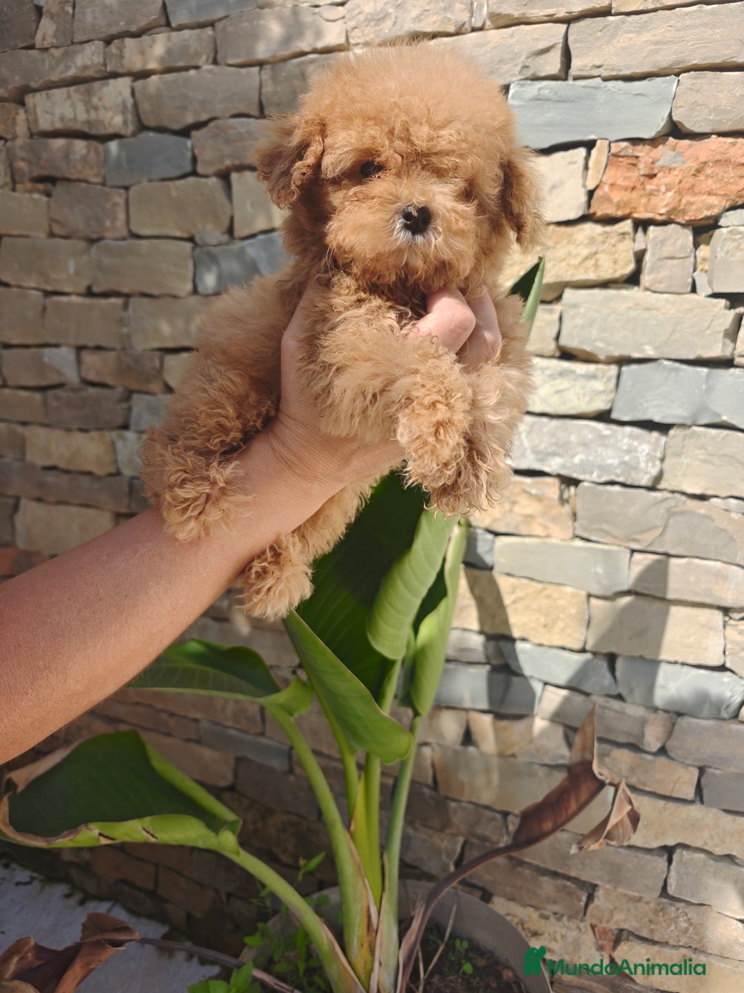 Caniche Toy perros en venta: CANICHE Toy  - Imagen 6