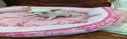 Chihuahua perros en venta: CHIHUAHUA TOY - Anuncio 2