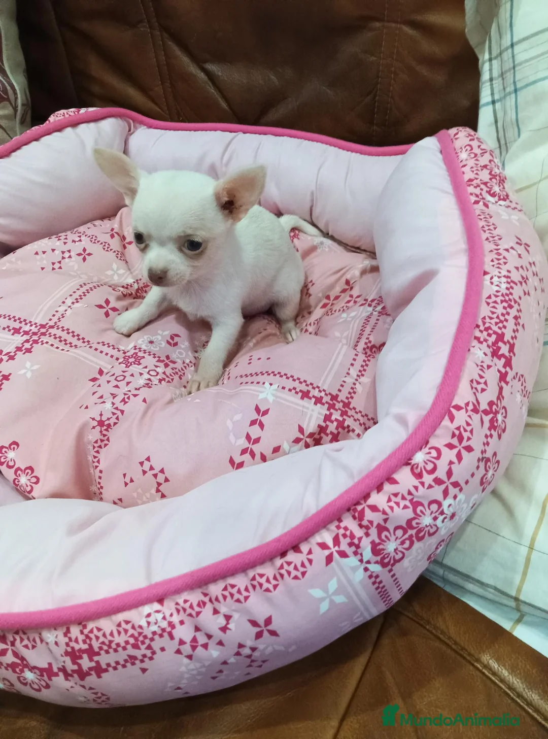 Chihuahua perros en venta: CHIHUAHUA TOY - Anuncio 2