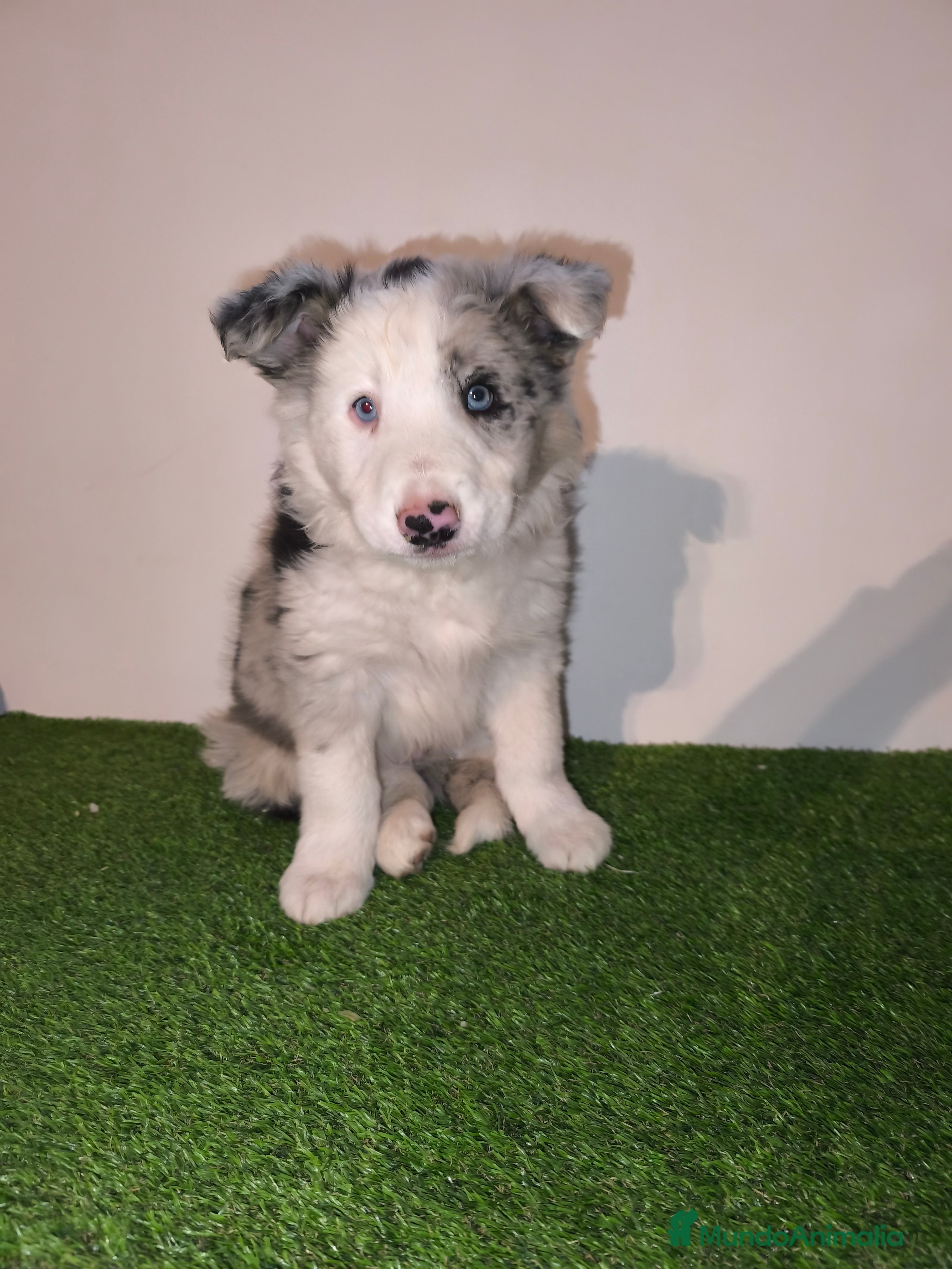 Border Collie perros Cachorros border collie de belleza, ojos azules! - Anuncio 22