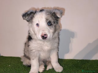 Border Collie perros Cachorros border collie de belleza, ojos azules! - Anuncio 1