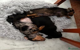 Teckel Miniatura perros en venta: TECKEL MINI - Imagen 1