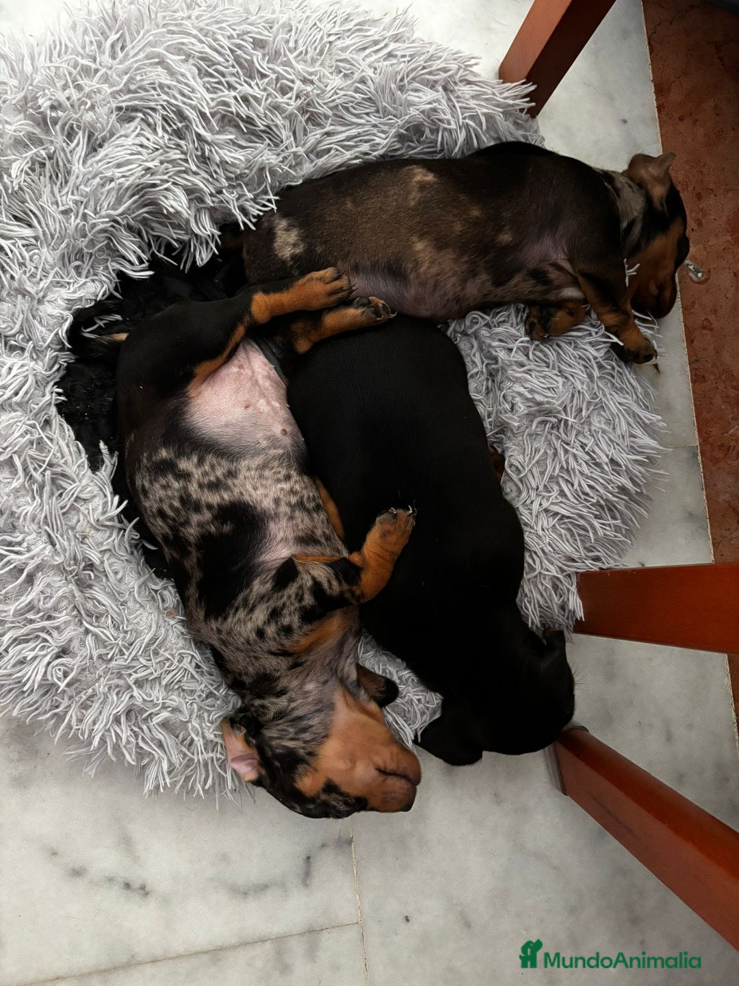 Teckel Miniatura perros en venta: TECKEL MINI - Imagen 1