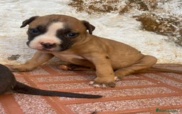 American Pit Bull Terrier perros en venta: American pibbut  - Imagen 2