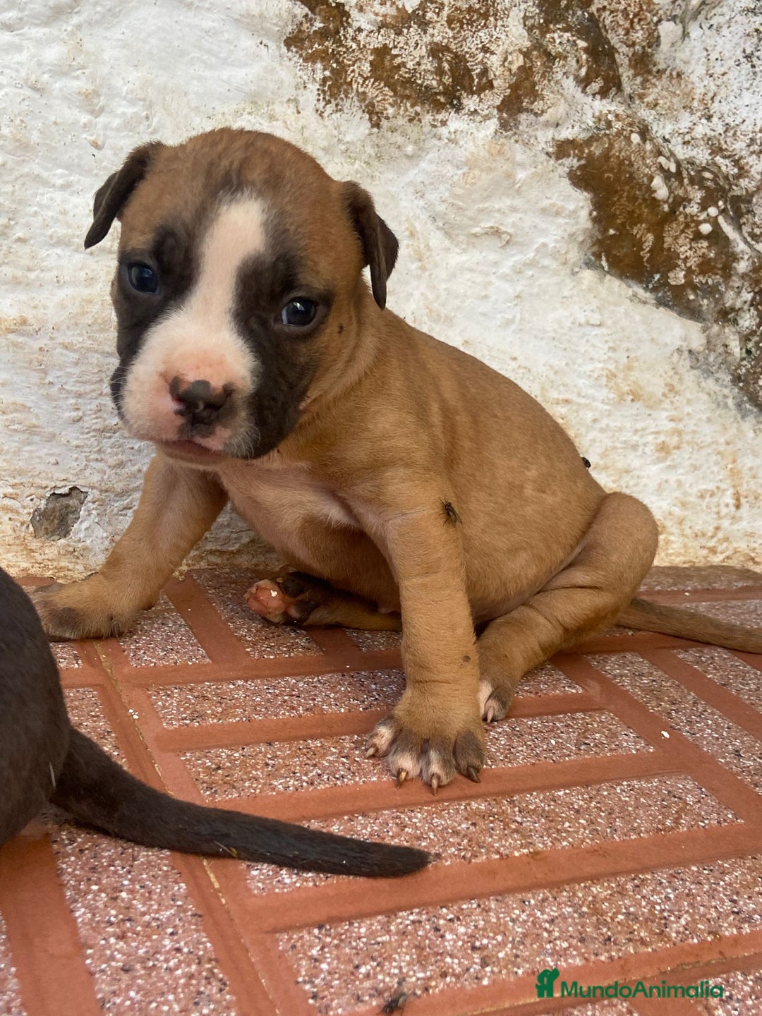 American Pit Bull Terrier perros en venta: American pibbut  - Imagen 2
