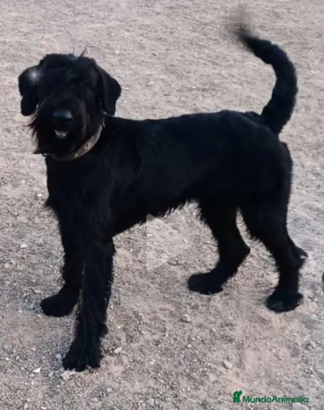 Schnauzer Gigante perros en venta: Schnauzer Gigante Negro - Anuncio 8