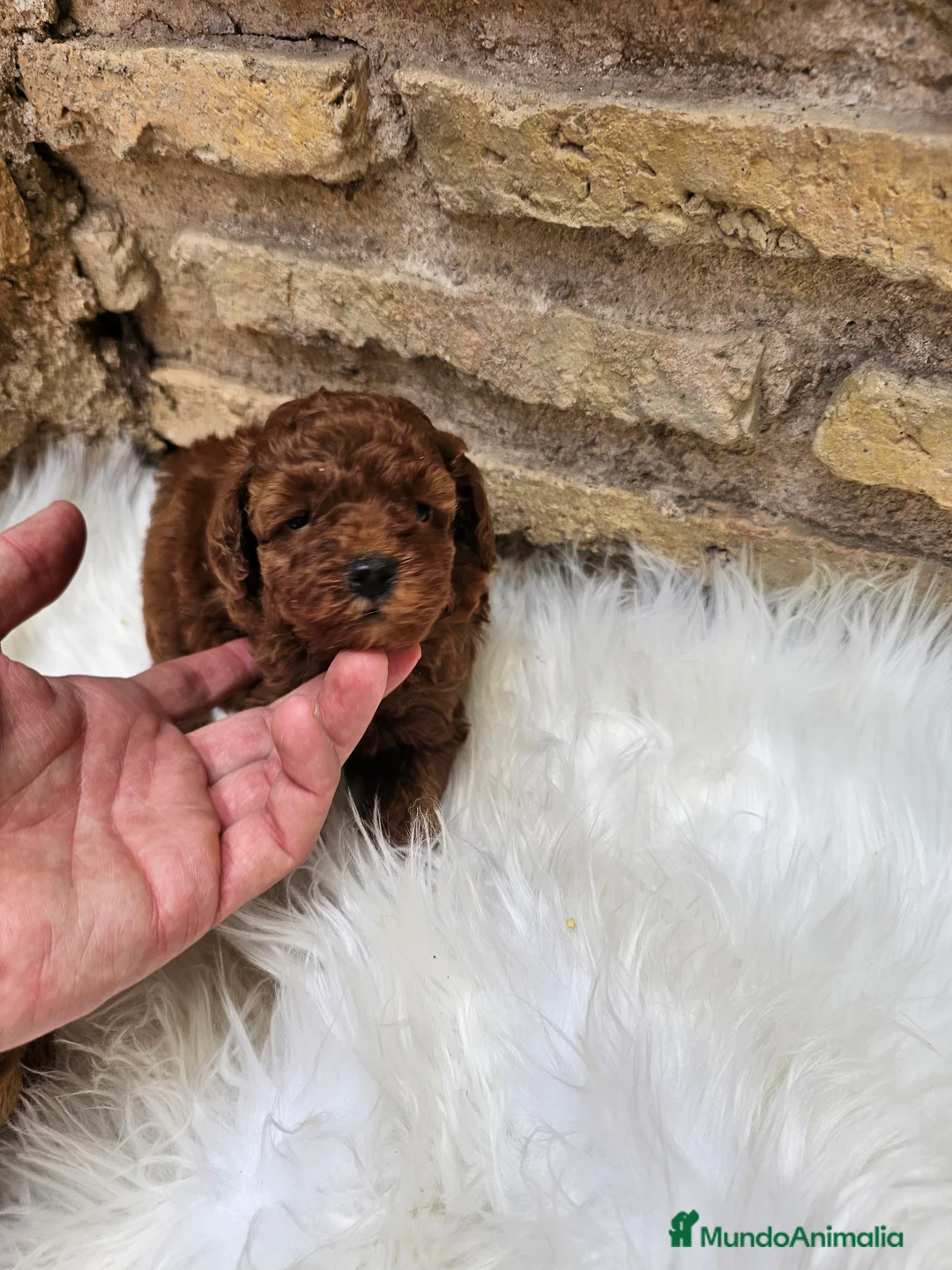 Caniche Toy perros en venta: CACHORROS CANICHES TOY LINEA ASIÁTICA  en Sevilla - Anuncio 3