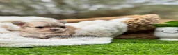 Chihuahua perros en venta: CHIHUAHUA PELO LARGO MACHO - Anuncio 5