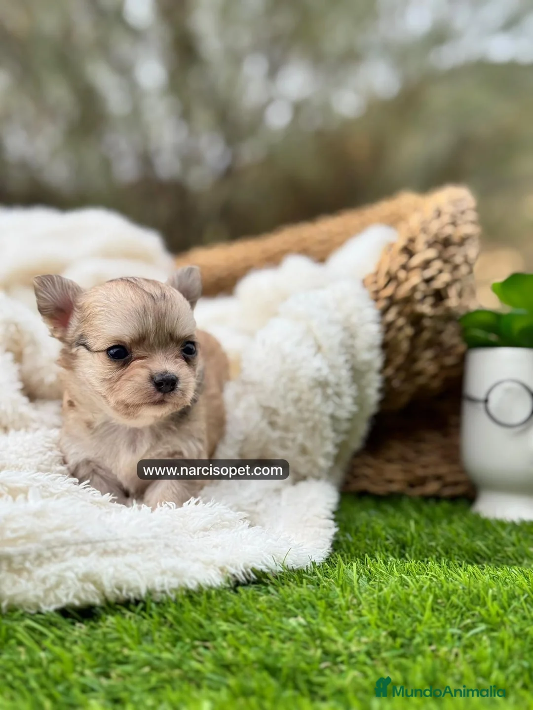 Chihuahua perros en venta: CHIHUAHUA PELO LARGO MACHO - Anuncio 5