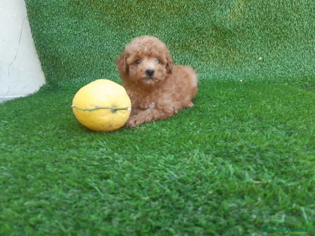 Caniche Toy perros en venta: IMPRECIONANTES  CANICHES  ROJO  TOY  - Anuncio 2