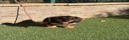 Teckel perros en venta: Teckel pelo duro  - Anuncio 5