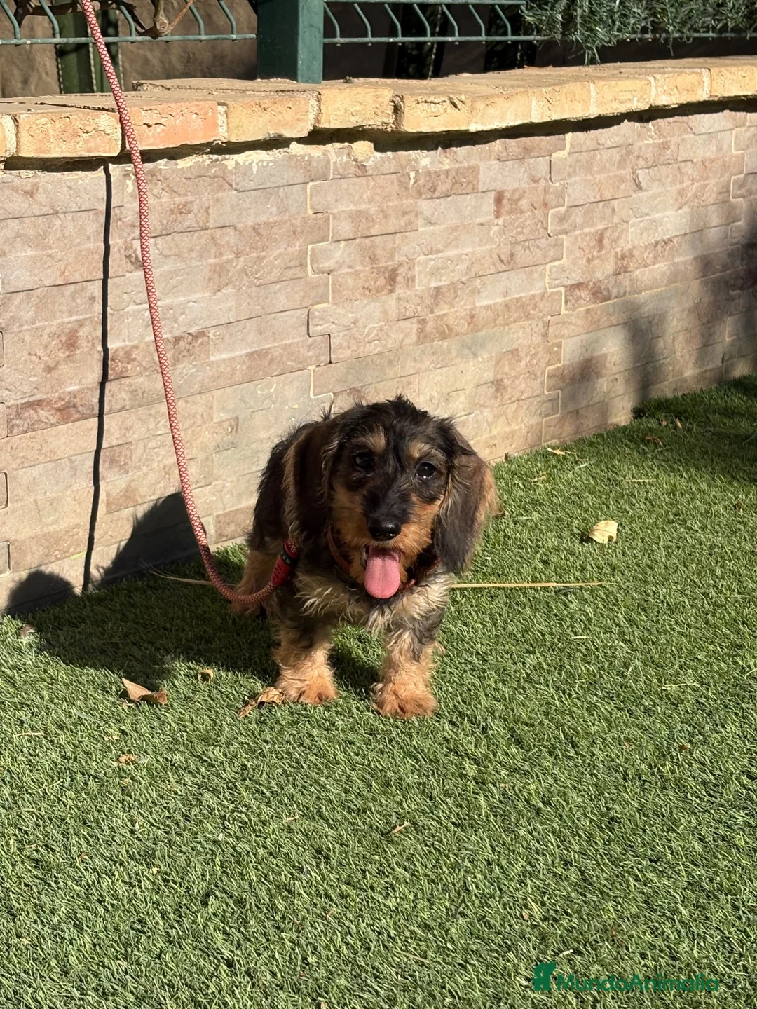 Teckel perros en venta: Teckel pelo duro  - Anuncio 5