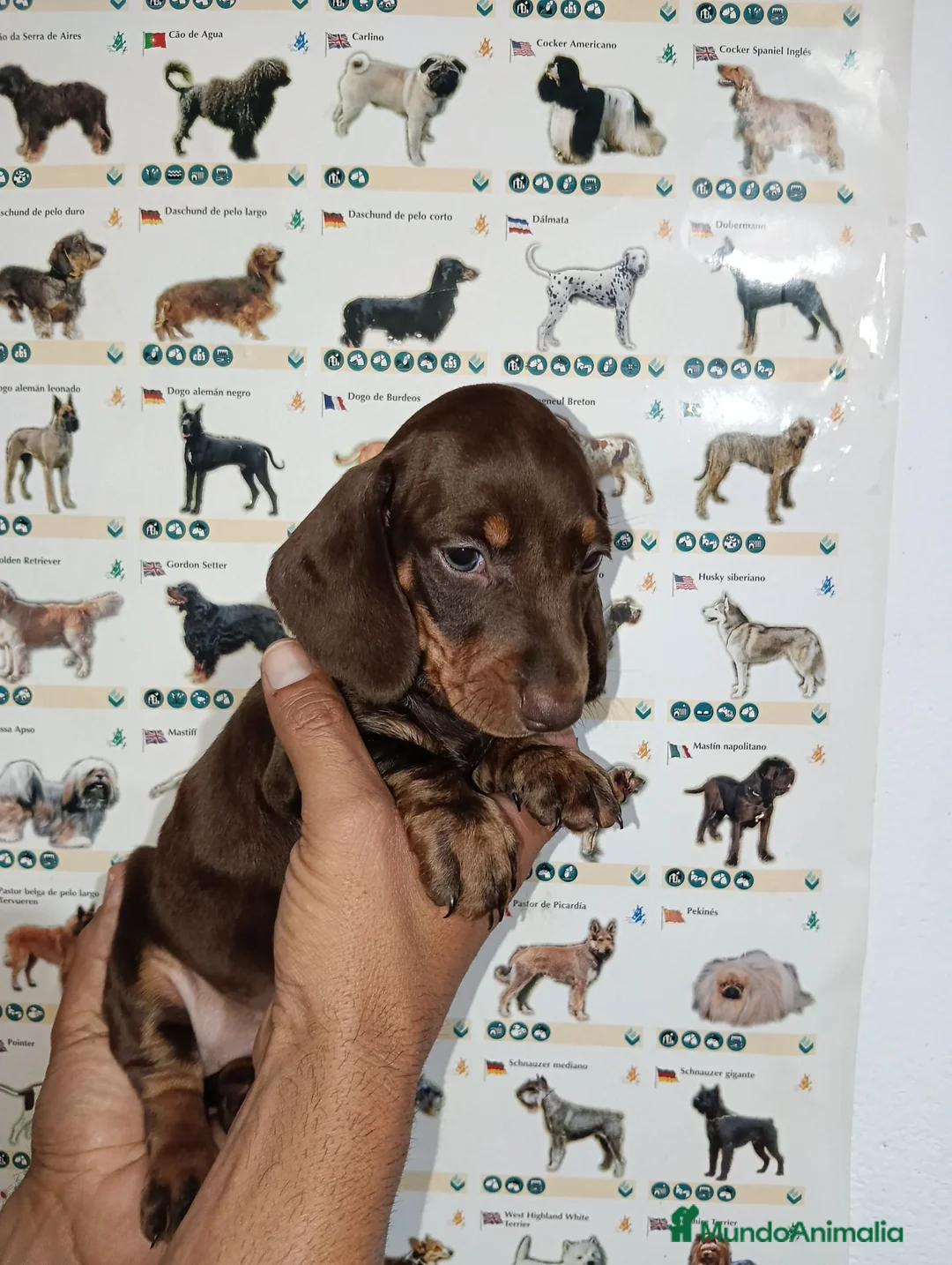 Teckel Miniatura perros en venta: Teckel miniatura - Anuncio 2