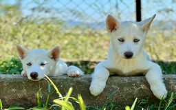 Husky Siberiano perros en venta: IMPRESIONANTES HUSKY BLANCO OJOS AZULES - Imagen 4