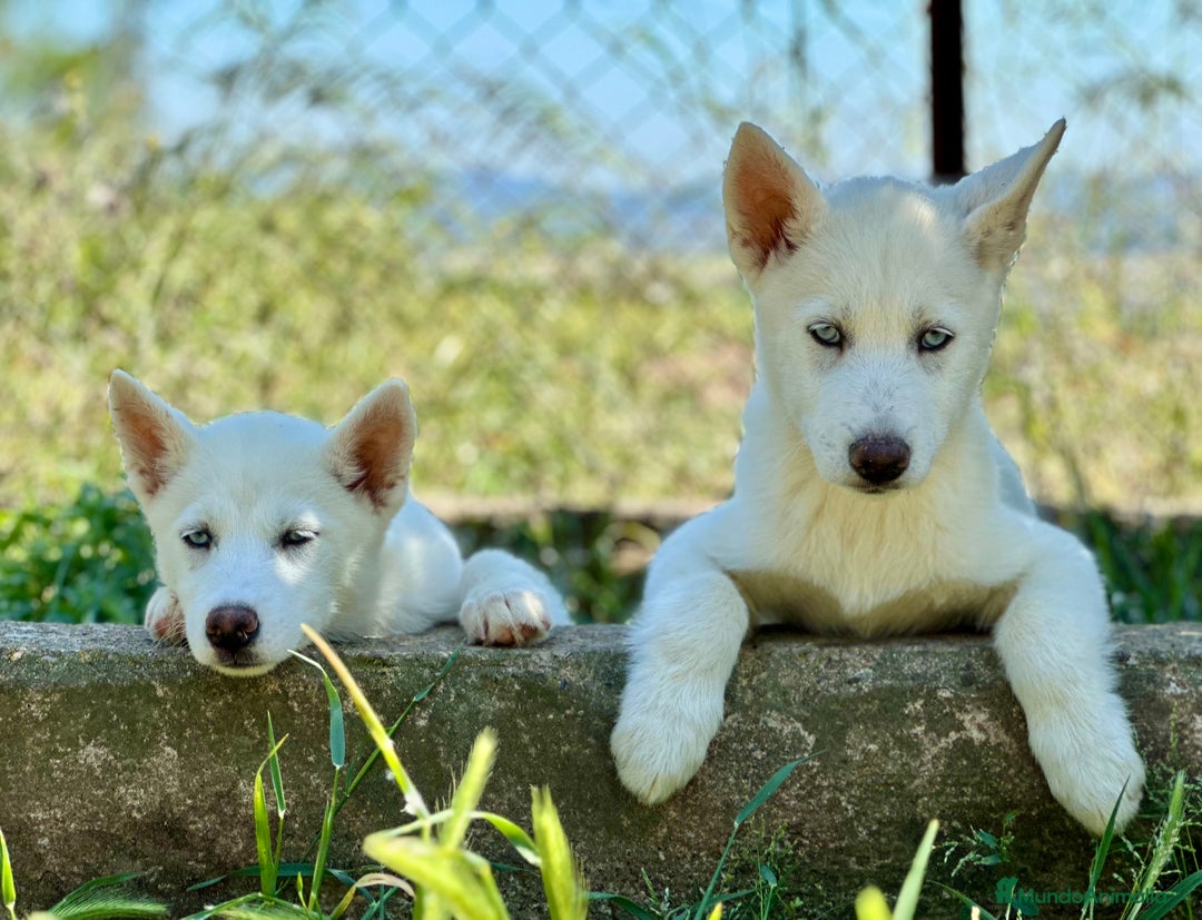 Husky Siberiano perros en venta: IMPRESIONANTES HUSKY BLANCO OJOS AZULES - Imagen 4