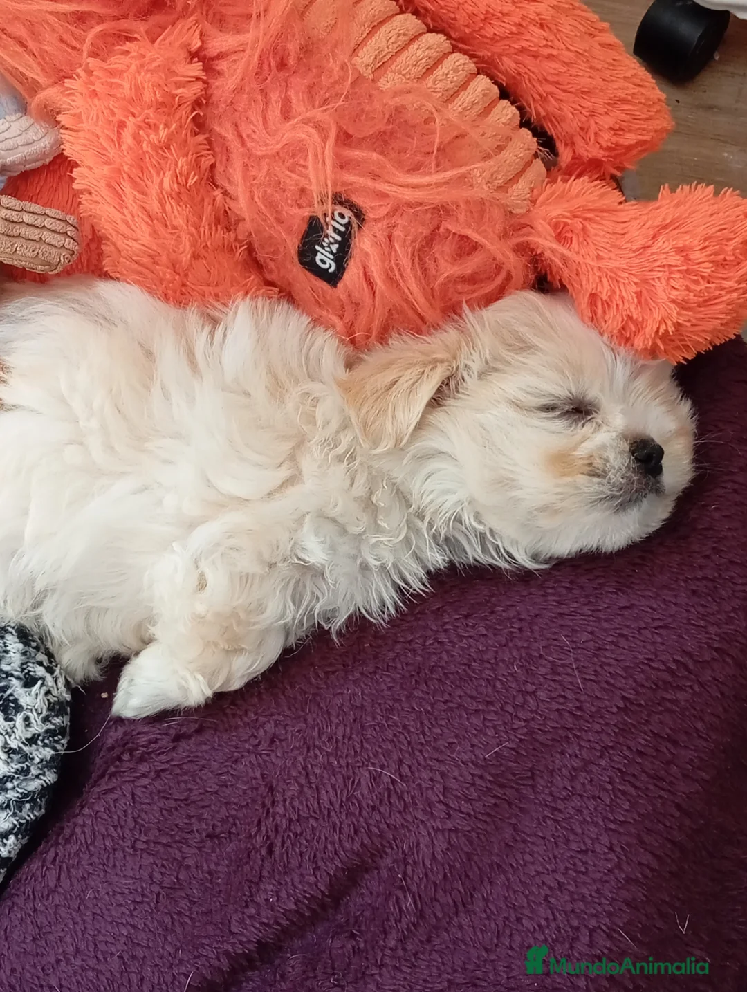 Raza Mixta perros en venta: Bichón maltés maltipoo - Anuncio 4