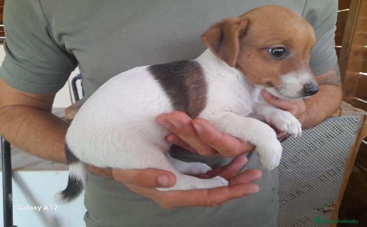 Jack Russell Terrier perros - Anuncio 2