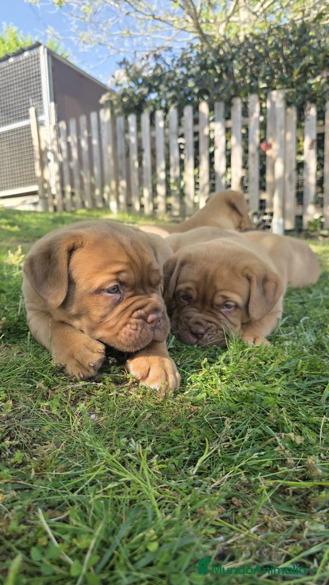 Dogo de Burdeos perros en venta: Camada de dogo de Burdeos - Anuncio 2