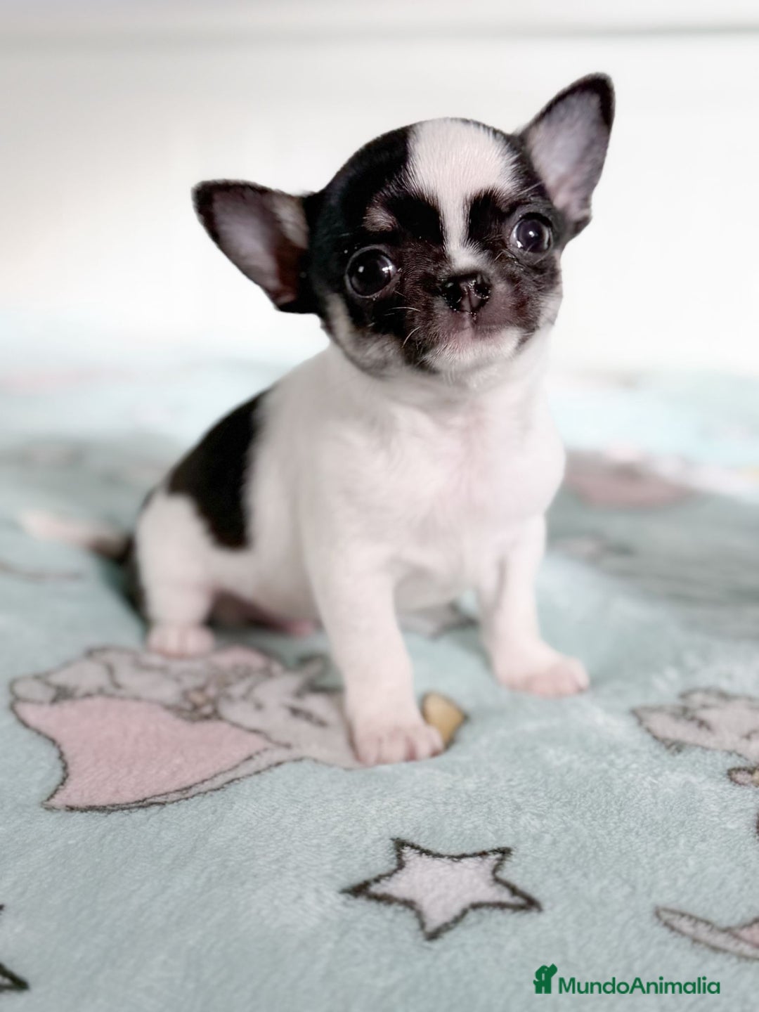 Chihuahua perros en venta: Chihuahua  - Anuncio 2