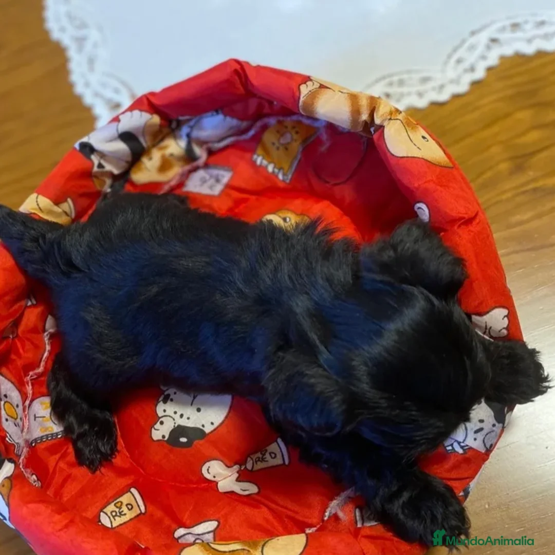 Maltipoo perros en venta: Maltipoo - Anuncio 5