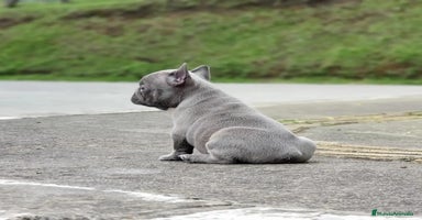 Bulldog Francés perros BULLDOG FRANCÉS /// CRIADOS CON AMOR Y COMPROMISO - Anuncio 1