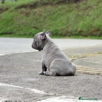 Bulldog Francés perros BULLDOG FRANCÉS /// CRIADOS CON AMOR Y COMPROMISO - Anuncio 13