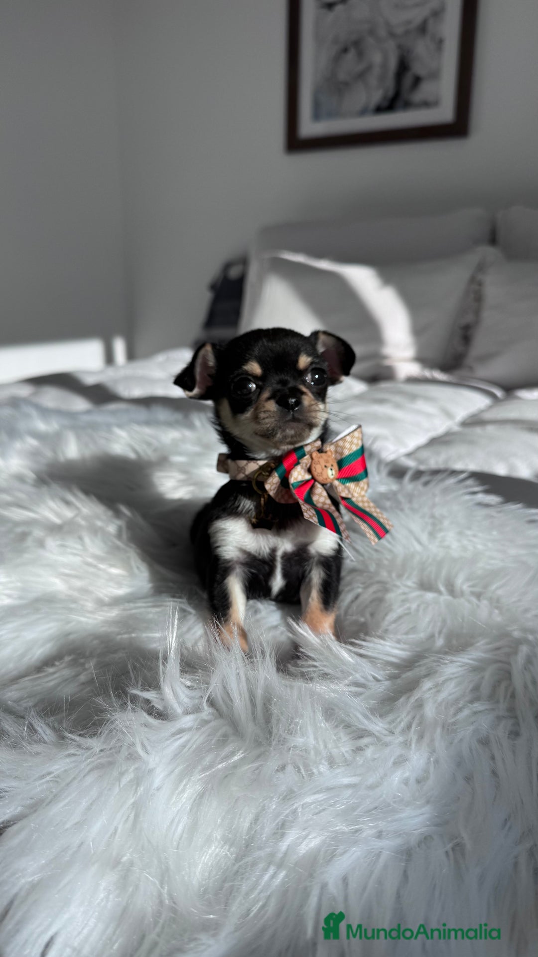 Chihuahua perros en venta: Chihuahua macho - Anuncio 2