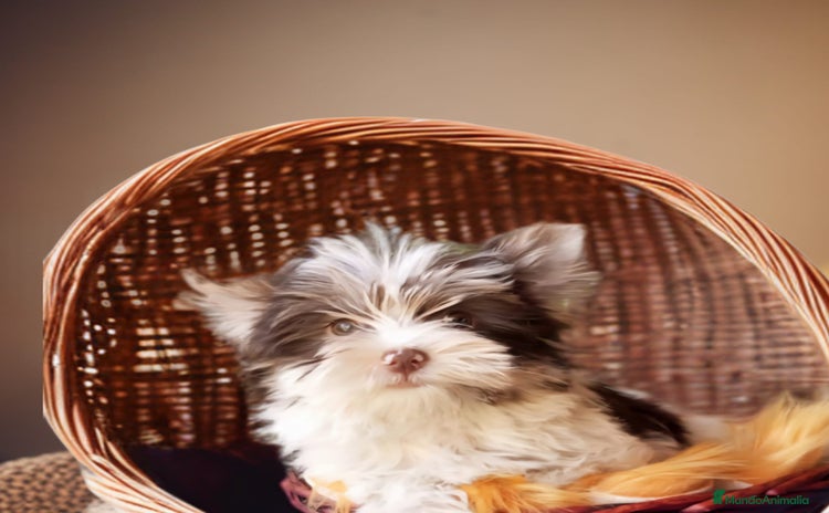 Yorkshire Terrier perros - Anuncio 4
