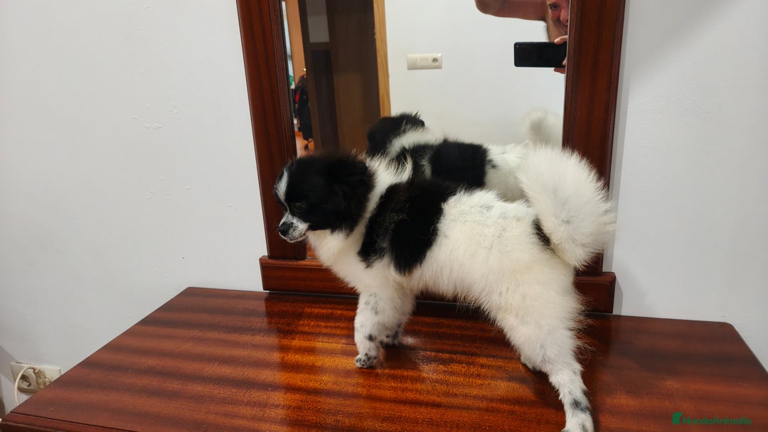 Pomerania perros en venta: Se venden dos femias Lulu de pomerania  - Imagen 11