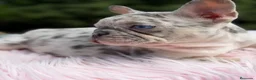 Bulldog Francés perros en venta: Bulldog Merle ojos azules  - Anuncio 3