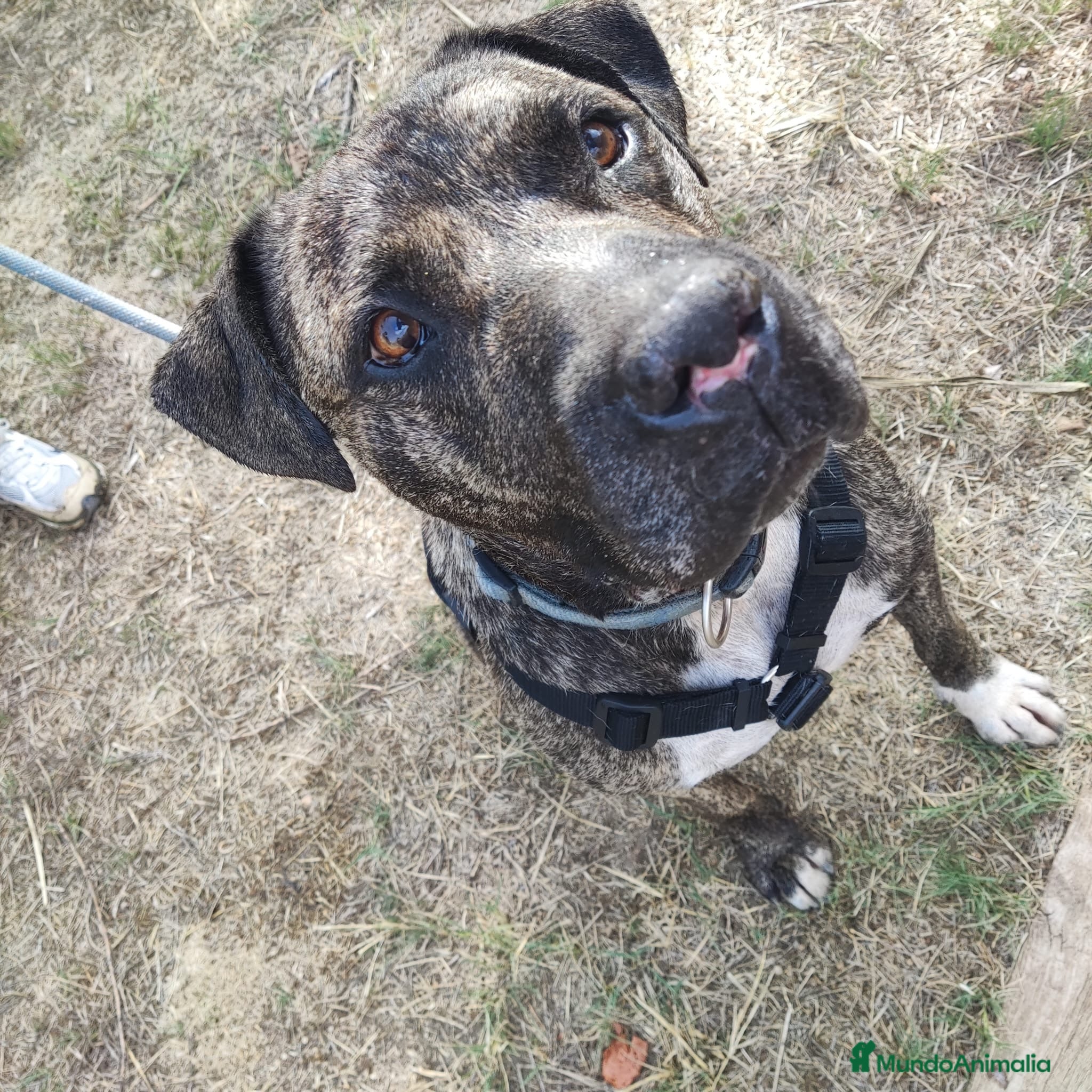 American Staffordshire-Terrier perros IZAN ❤️ en Adopción  - Anuncio 2