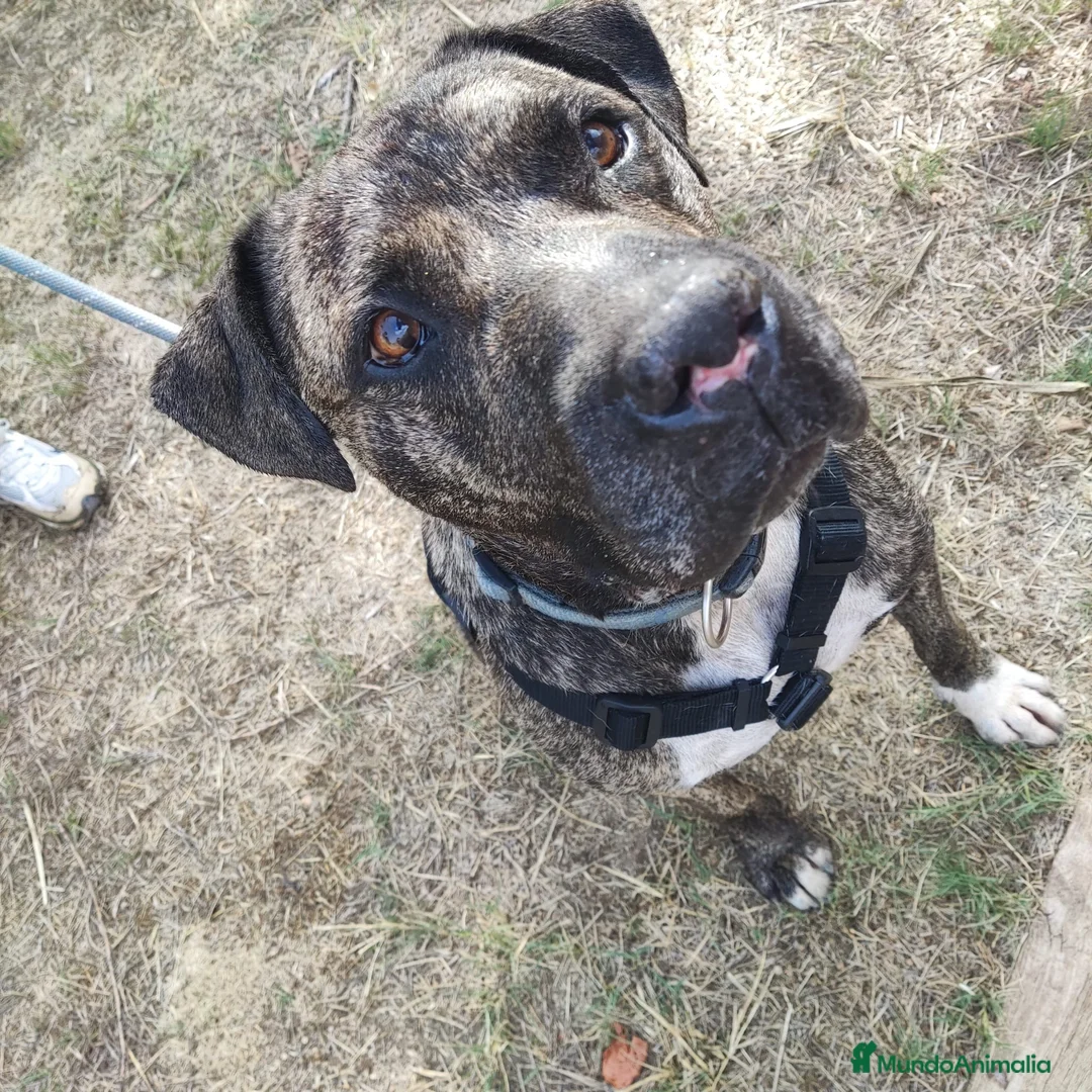 American Staffordshire-Terrier perros en adopcion: IZAN ❤️ en Adopción  - Anuncio 2