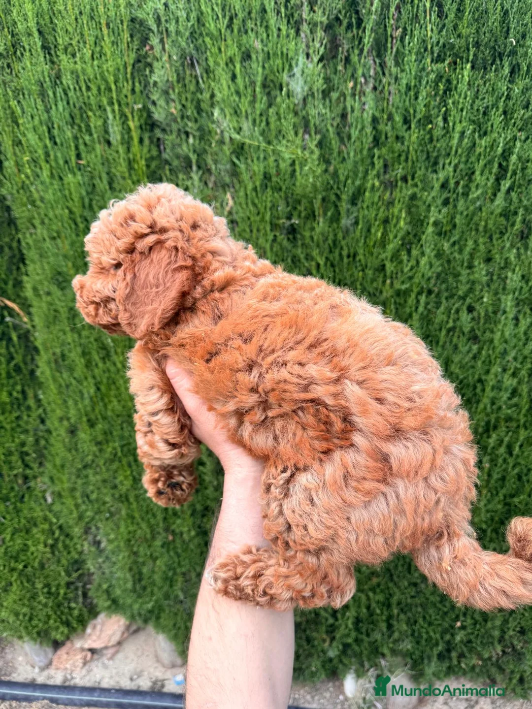 Caniche Enano perros en venta: Caniches Machos Enanos Rojos  - Anuncio 2